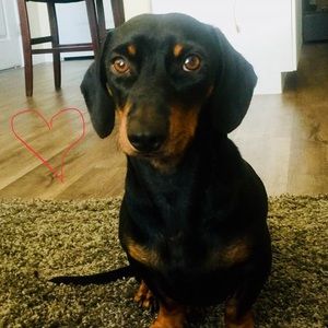 Meet your Posher, Mia